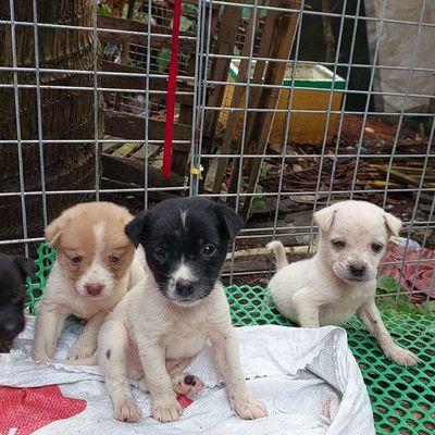 Cún xinh từ 150-300 🌾. Mua bán Chó tại Quận Cái Răng Cần Thơ được đăng bởi kiều trang