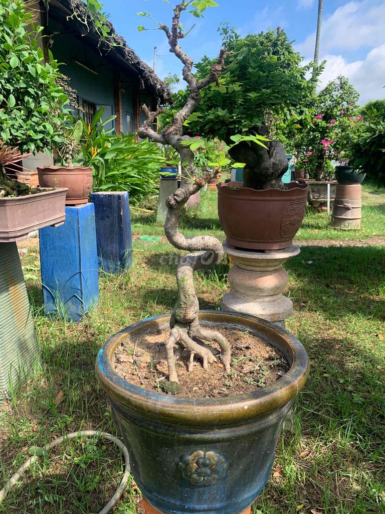 Cây chùm ruột bonsai. Mua bán Cây cảnh, đồ trang trí tại Thành phố Thủ Đức Tp Hồ Chí Minh được đăng bởi Bonsai Quang Châu  hình 1