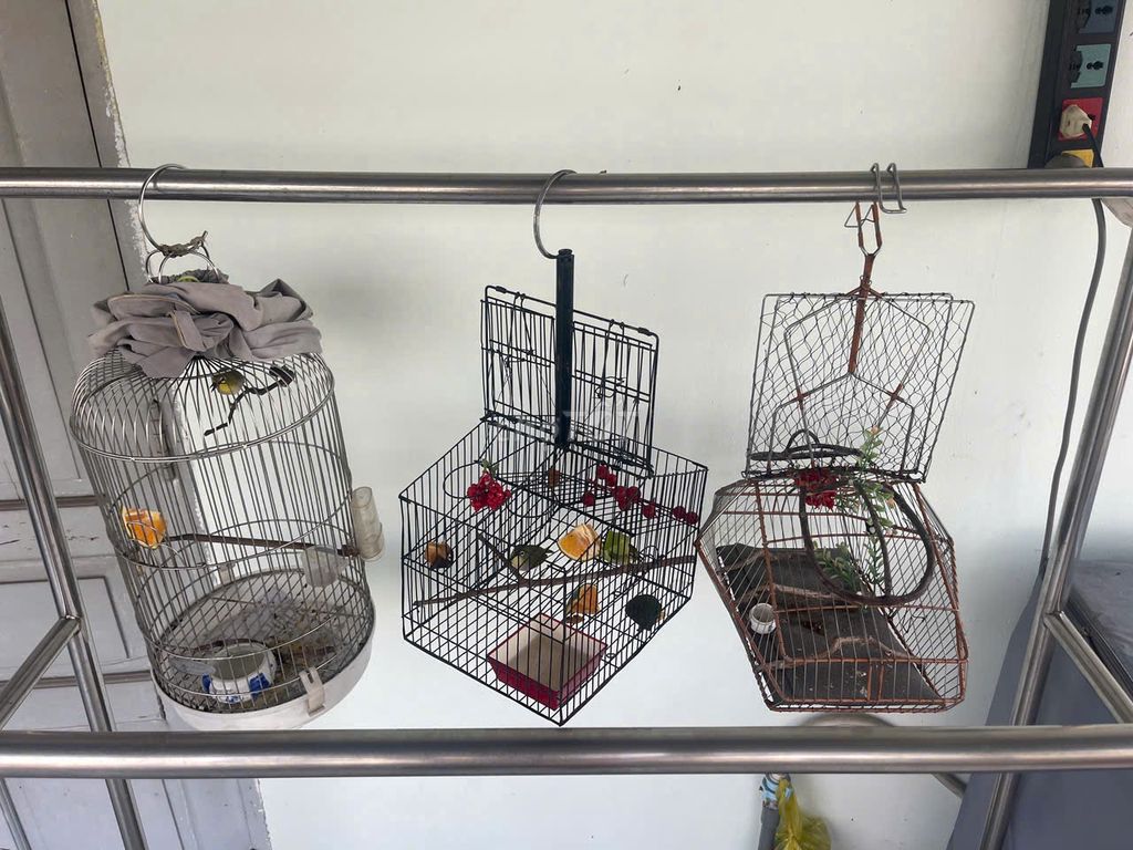 3 chim khuyên+lụp inox đặt+lụp 4 ngăn + lồng inox. Mua bán Chim tại Quận 1 Tp Hồ Chí Minh được đăng bởi tuan hình 1
