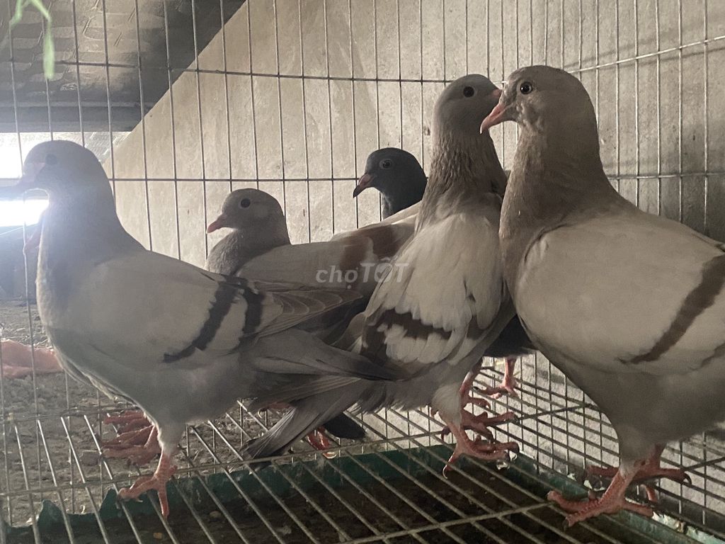 Bồ câu Pháp 2 tháng tuổi . Mua bán Chim tại Quận Ba Đình Hà Nội được đăng bởi quốc anh hình 1