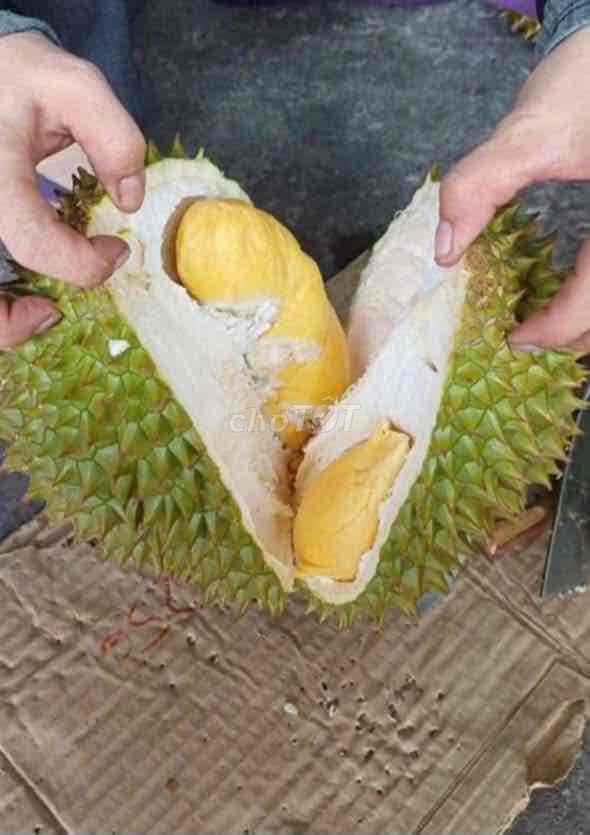 SẦU RIÊNG RI6 CHÍN CÂY RỤNG. Mua bán Đồ ăn, thực phẩm và các loại khác tại Quận 12 Tp Hồ Chí Minh được đăng bởi Thắm Nguyễn hình 1