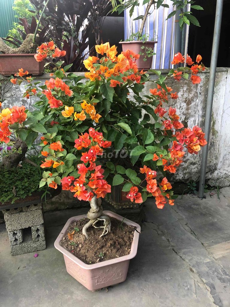 Cây cảnh Hoa giấy Đa dạng. Mua bán Cây cảnh, đồ trang trí tại Huyện Đô Lương Nghệ An được đăng bởi bảo ngọc hình 1