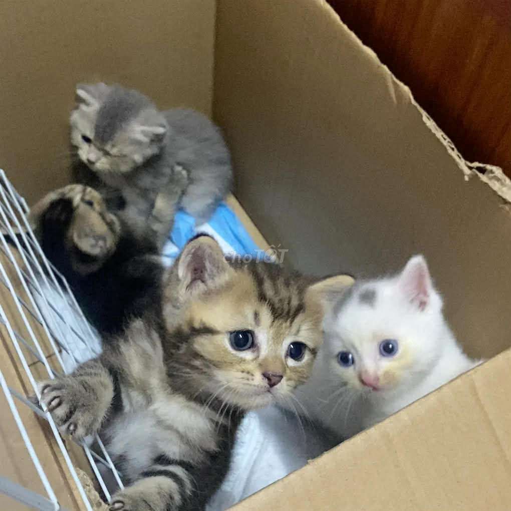 Mèo con chờ bạn đến đón. Mua bán Mèo tại Quận Ngũ Hành Sơn Đà Nẵng được đăng bởi Minh Tiến hình 1