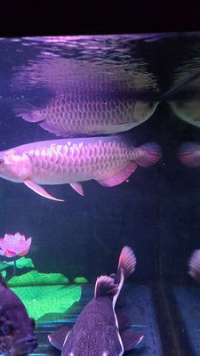‼️‼️ BÁN CÁ RỒNG – GIÁ CHỈ 2,9 TRIỆU ‼️‼️. Mua bán Thú cưng khác tại Quận Bình Tân Tp Hồ Chí Minh được đăng bởi Tìm kiếm nhà đất theo yêu cầu của quý khách