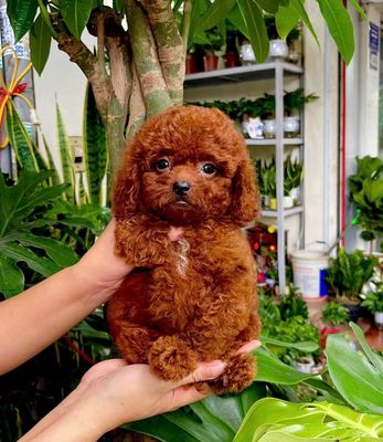 POODLE CHÓ XOĂN SANG CHẢNH. Mua bán Chó tại Quận Hai Bà Trưng Hà Nội được đăng bởi Phùng Khánh Dương