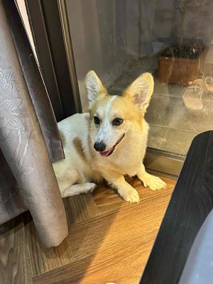 Chó Corgi trắng vàng trẻ trung, 1 tuổi đang salo.. Mua bán Chó tại Quận Ba Đình Hà Nội được đăng bởi Tiểu Anh hình 1