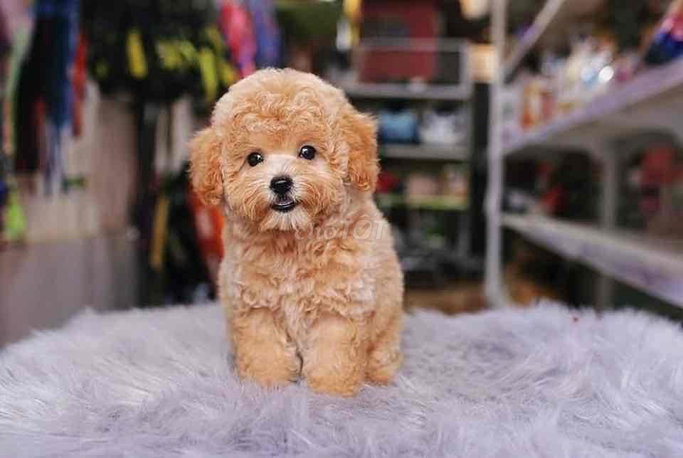 nhà còn mấy bé poodle đủ màu đã tiêm ngừa