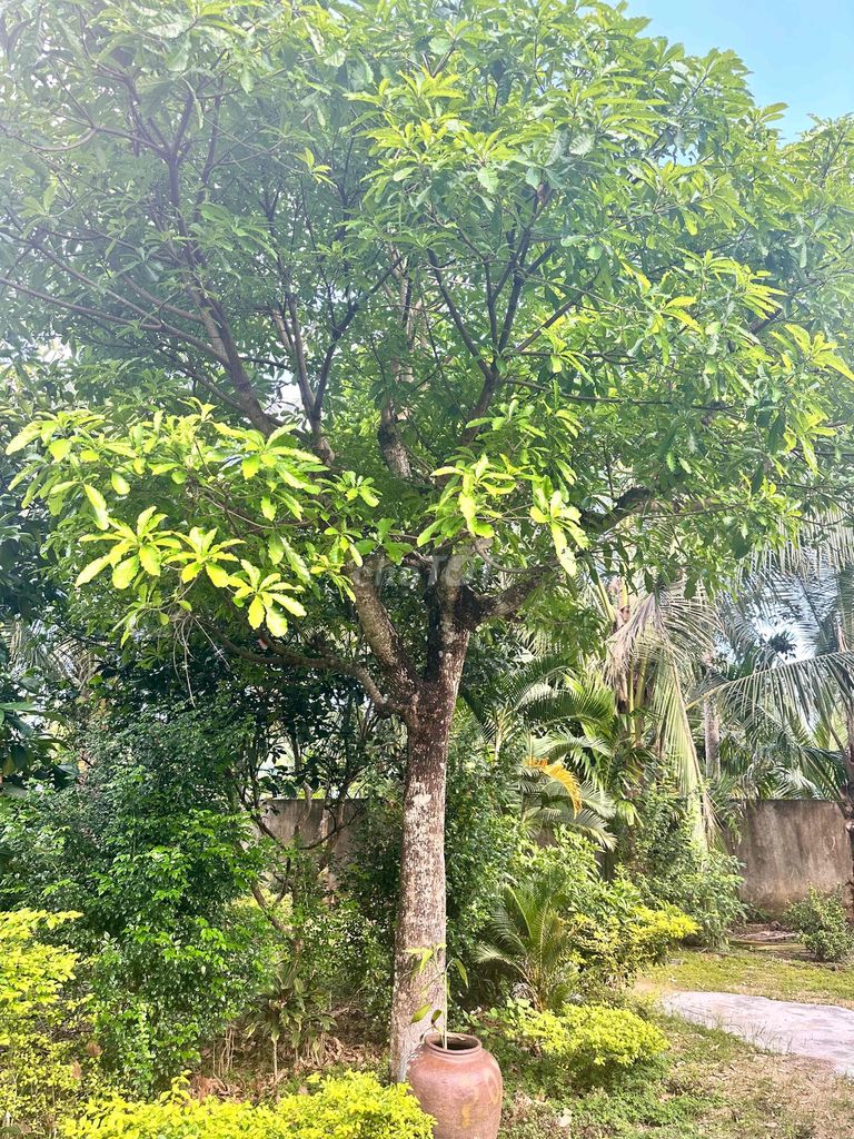 Cây cảnh Lộc vừng 3m. Mua bán Cây cảnh, đồ trang trí tại Thị xã Hoài Nhơn Bình Định được đăng bởi Tấn Thịnh pro hình 1