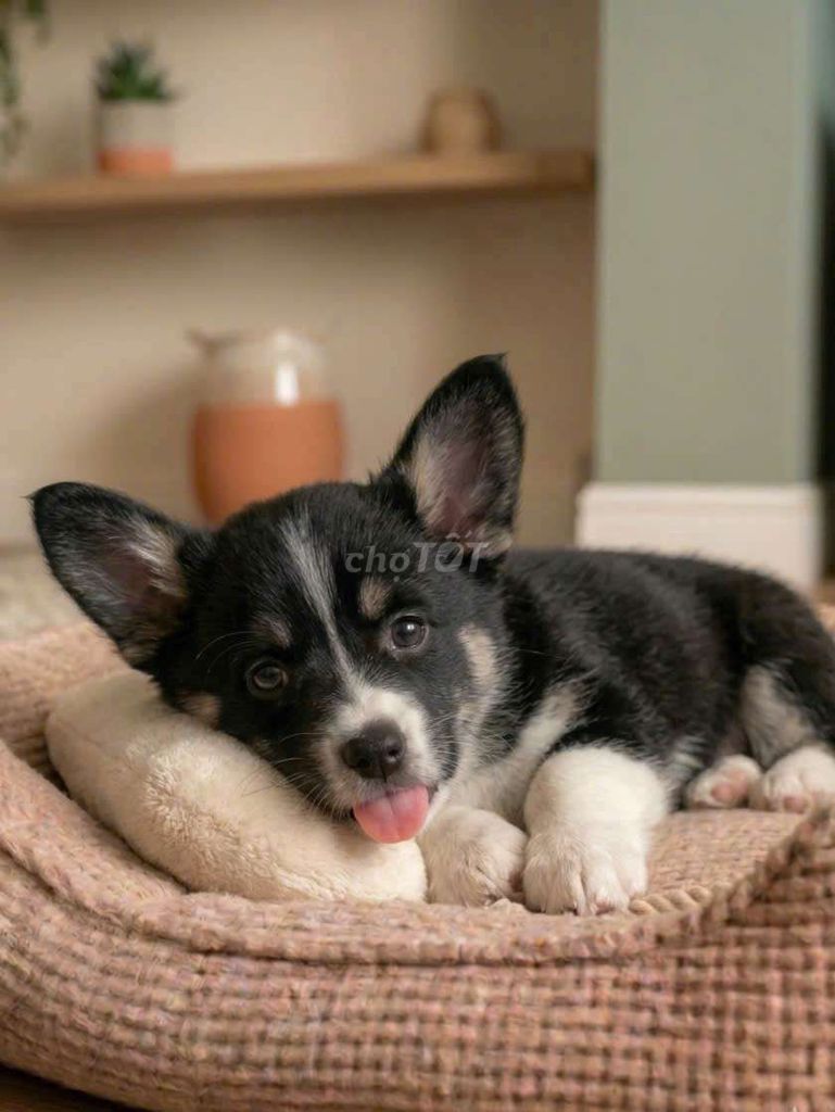 Collie f1 thông minh mặt siêu đẹp. Mua bán Chó tại Quận Tân Bình Tp Hồ Chí Minh được đăng bởi Linh Lan hình 1