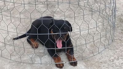 Chó Rottweiler.Tnn