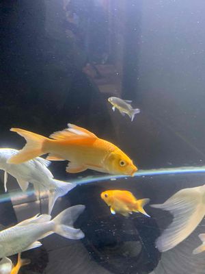 cần bán 2 bé chép phi tần. Mua bán Thú cưng khác tại Huyện Bình Chánh Tp Hồ Chí Minh được đăng bởi Trần Thành Đạt