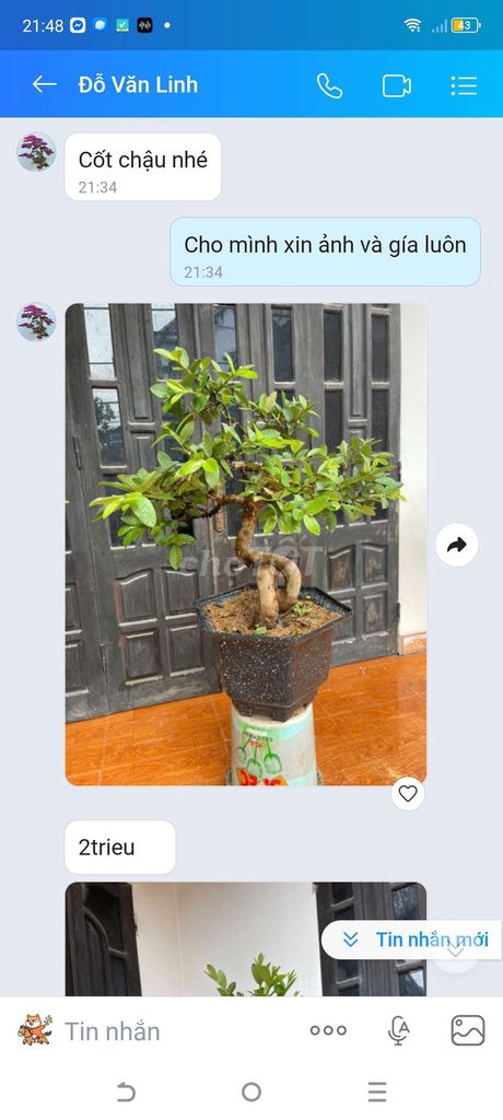 Cây cảnh Bonsai Thuần chậu. Mua bán Cây cảnh, đồ trang trí tại Quận Bắc Từ Liêm Hà Nội được đăng bởi Việt hình 1