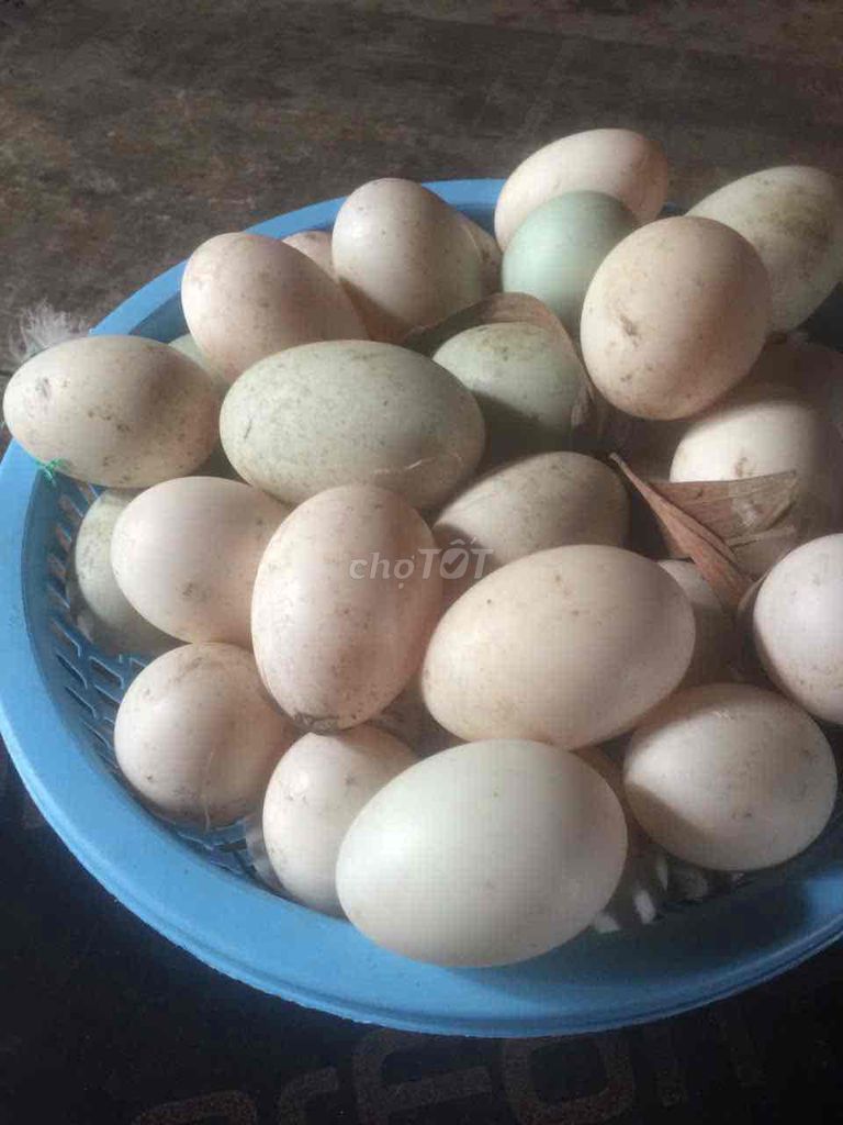 Trứng vịt. Mua bán Đồ ăn, thực phẩm và các loại khác tại Quận 4 Tp Hồ Chí Minh được đăng bởi Nguyên X Vũ hình 1