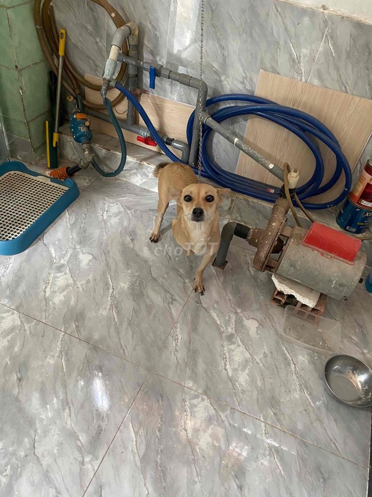 Chó Phốc cái 5kg. Mua bán Chó tại Huyện Hóc Môn Tp Hồ Chí Minh được đăng bởi Văn Đức hình 1
