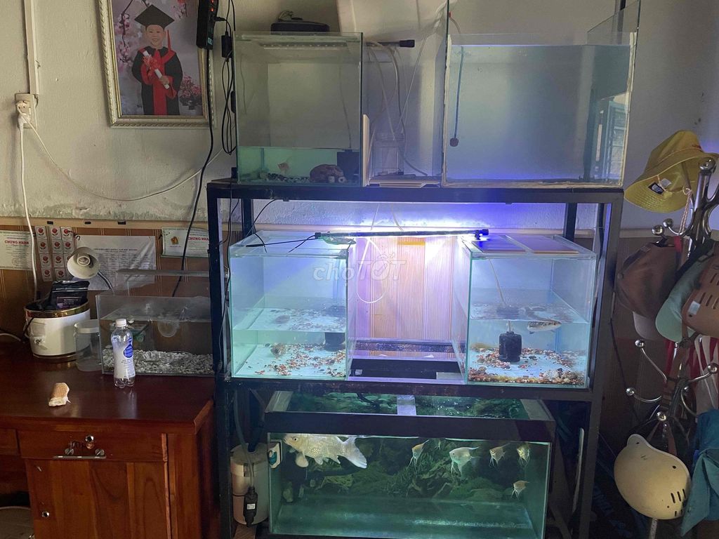 Bể cá cảnh Kính Kim loại Đen. Mua bán Phụ kiện, Thức ăn, Dịch vụ tại Quận Sơn Trà Đà Nẵng được đăng bởi Nguyen Thinh hình 1