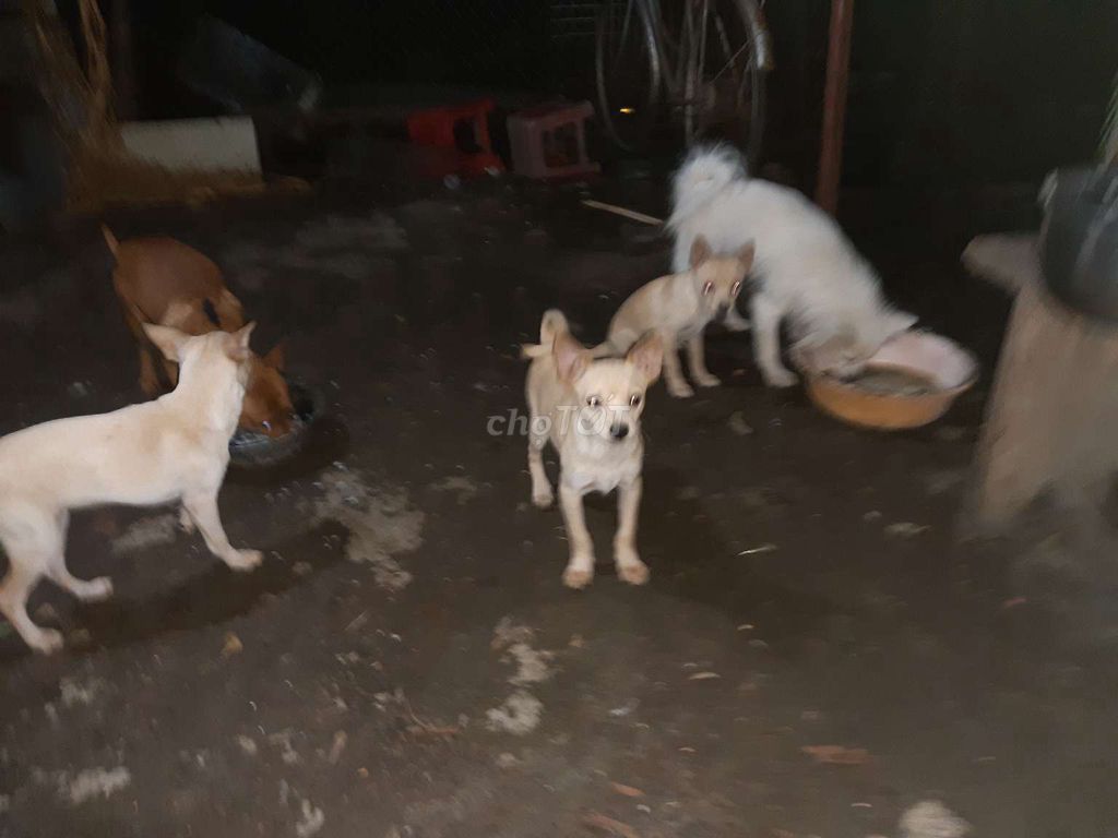 Bán đàn chó nhà nuôi. Mua bán Chó tại Huyện Thường Tín Hà Nội được đăng bởi A Dung hình 4