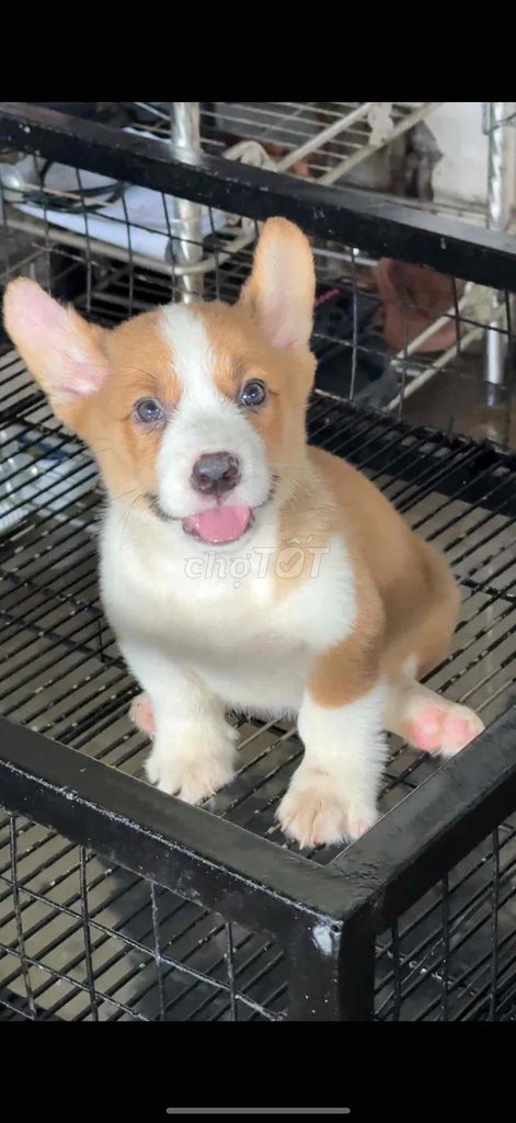 cogri Tìm chủ bảo hành 7 ngày. Mua bán Chó tại Huyện Bình Chánh Tp Hồ Chí Minh được đăng bởi Nguyễn Dung hình 4