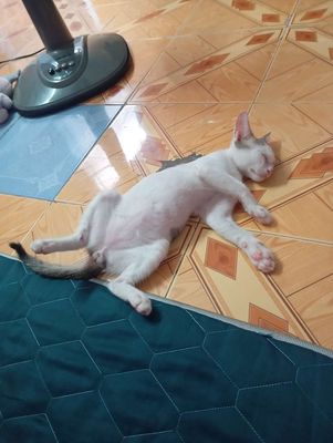 Mèo ta. Mua bán Mèo tại Thành phố Biên Hòa Đồng Nai được đăng bởi Ngọc Trâm