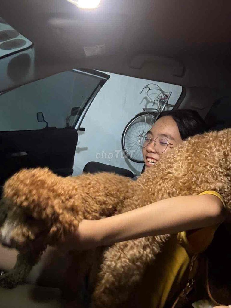 Chó Poodle nâu vàng 1 tuổi. Mua bán Chó tại Quận Hải Châu Đà Nẵng được đăng bởi Vân Khánh hình 3