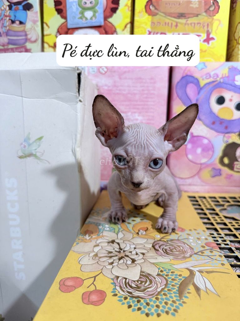 Các bé mèo Sphynx nhà trồng, cha mẹ cực đẹp. Mua bán Mèo tại Quận Bình Tân Tp Hồ Chí Minh được đăng bởi Trí Nguyễn hình 1
