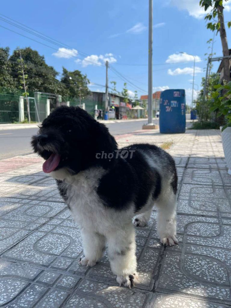Chó Poodle cái bò sữa đã tiêm phòng. Mua bán Chó tại Thành phố Thuận An Bình Dương được đăng bởi VU MARIO hình 1