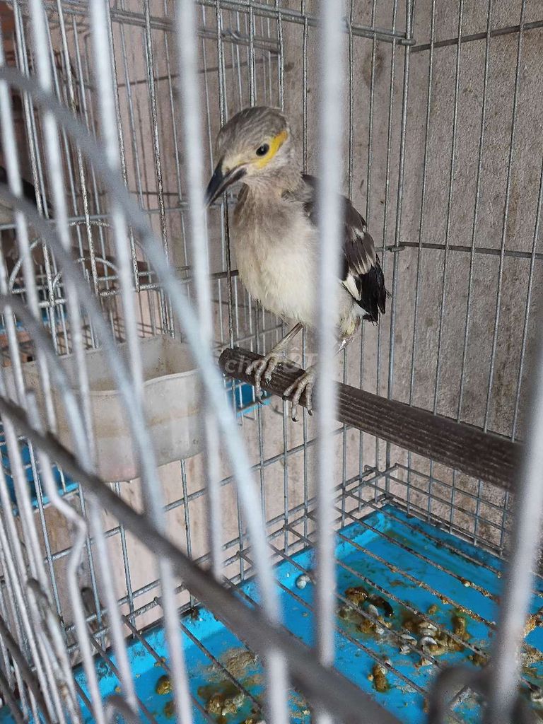 Chim cưỡng biết ăn. Mua bán Chim tại Huyện Củ Chi Tp Hồ Chí Minh được đăng bởi SONG THUÂN hình 1