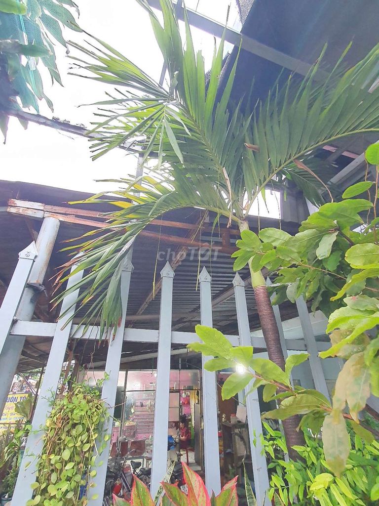 Cây cau còn nguyên bầu đất. Mua bán Cây cảnh, đồ trang trí tại Huyện Hóc Môn Tp Hồ Chí Minh được đăng bởi Bi hình 1