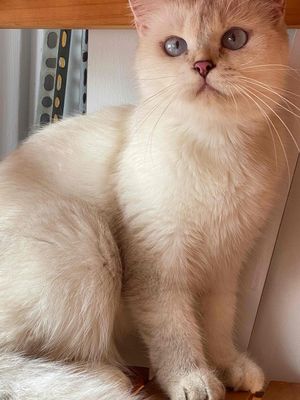 Mèo anh lông ngắn silver cái 11 tháng