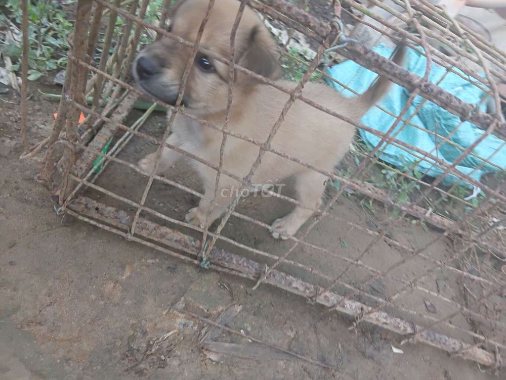 Chó Poodle Nâu vàng 1 tháng. Mua bán Chó tại Quận Bình Thuỷ Cần Thơ được đăng bởi trân thanh  hình 1