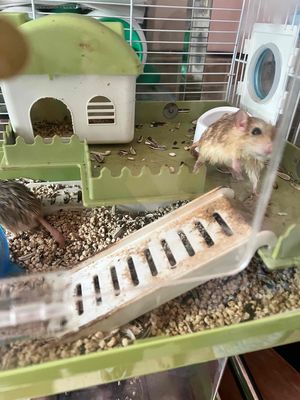 chuột hamster giống đuôi mập. Mua bán Thú cưng khác tại Quận 3 Tp Hồ Chí Minh được đăng bởi Dang Le