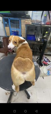 Chó Corgi đực 2 tuổi vàng trắng