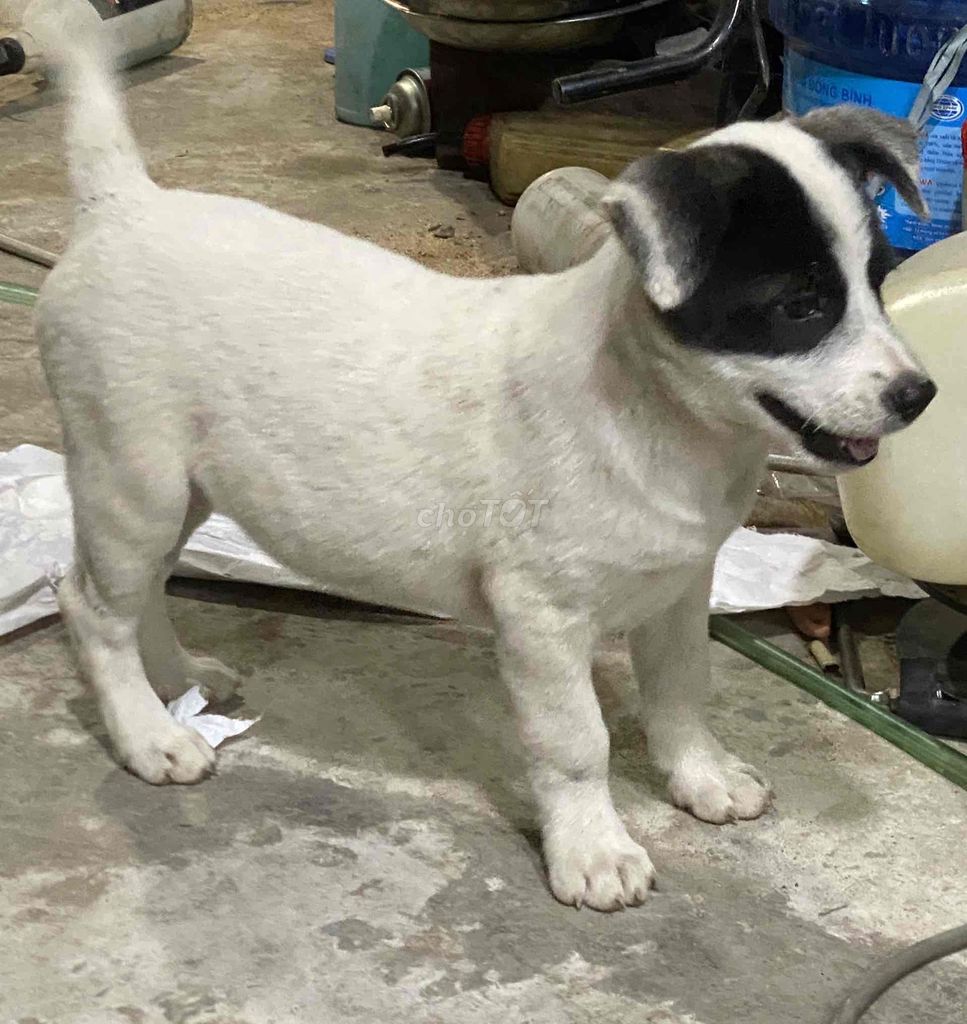 Chó Jack Russell Anh Quốc 3 tháng. Mua bán Chó tại Huyện Cần Giuộc Long An được đăng bởi đạt trần hình 1