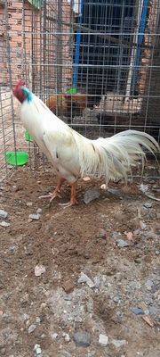 Gà bướm 2k1 trạng 2k4 zin