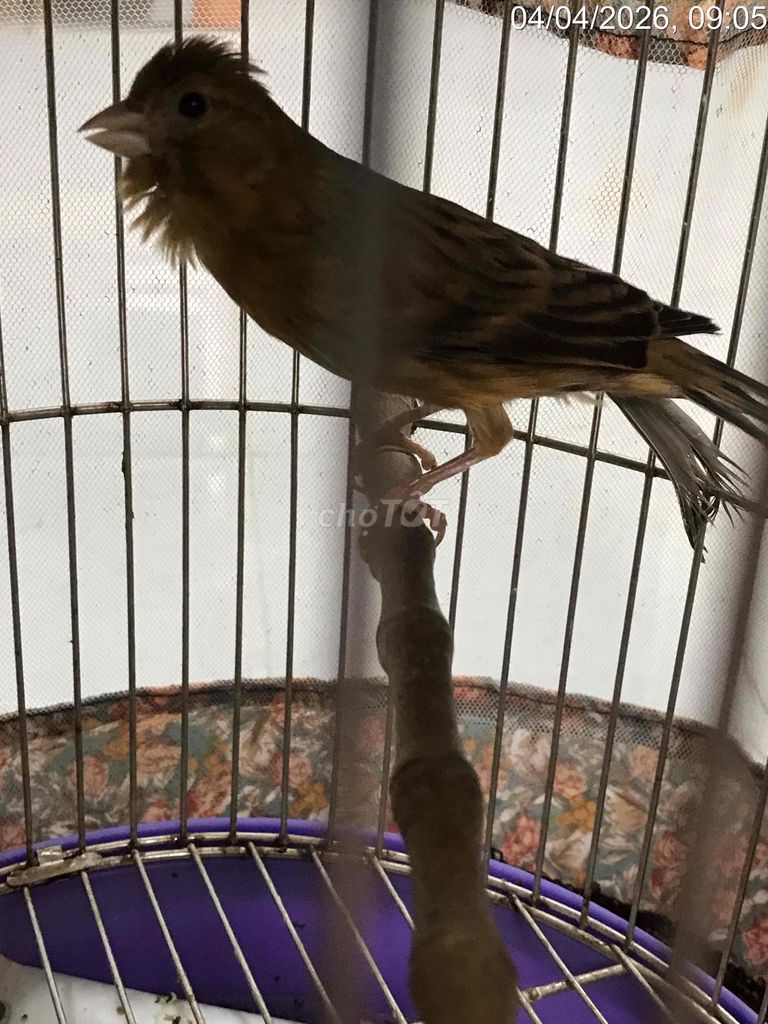 Chim cảnh mái Agat. Mua bán Chim tại Huyện Hoài Đức Hà Nội được đăng bởi Kiều minh nghĩa hình 1