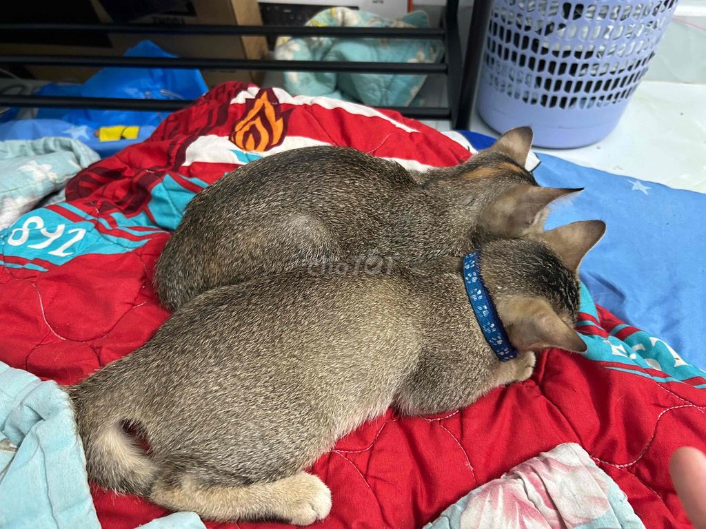 Cần tìm chủ mới cho 2 bé mèo. Mua bán Mèo tại Quận 3 Tp Hồ Chí Minh được đăng bởi Vũ Công Chiến hình 1