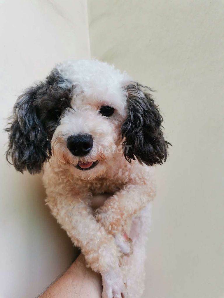 poodle bò xám đực trưởng thành