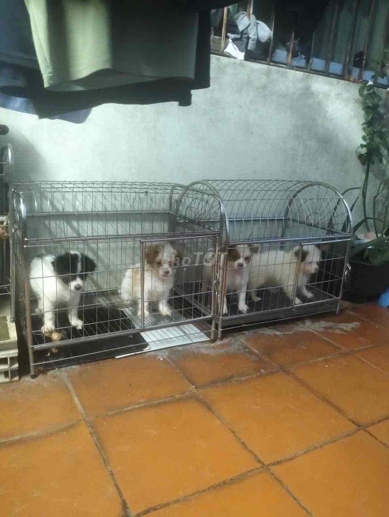 Chó Phốc Sóc Nhật Đực Cái Con non. Mua bán Chó tại Huyện Gia Lâm Hà Nội được đăng bởi Khoảng Cách hình 1