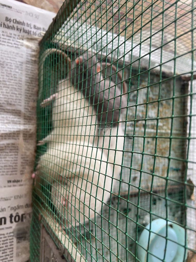 Chuột Dumbo sinh sản Trắng. Mua bán Thú cưng khác tại Quận 1 Tp Hồ Chí Minh được đăng bởi Nam hình 1