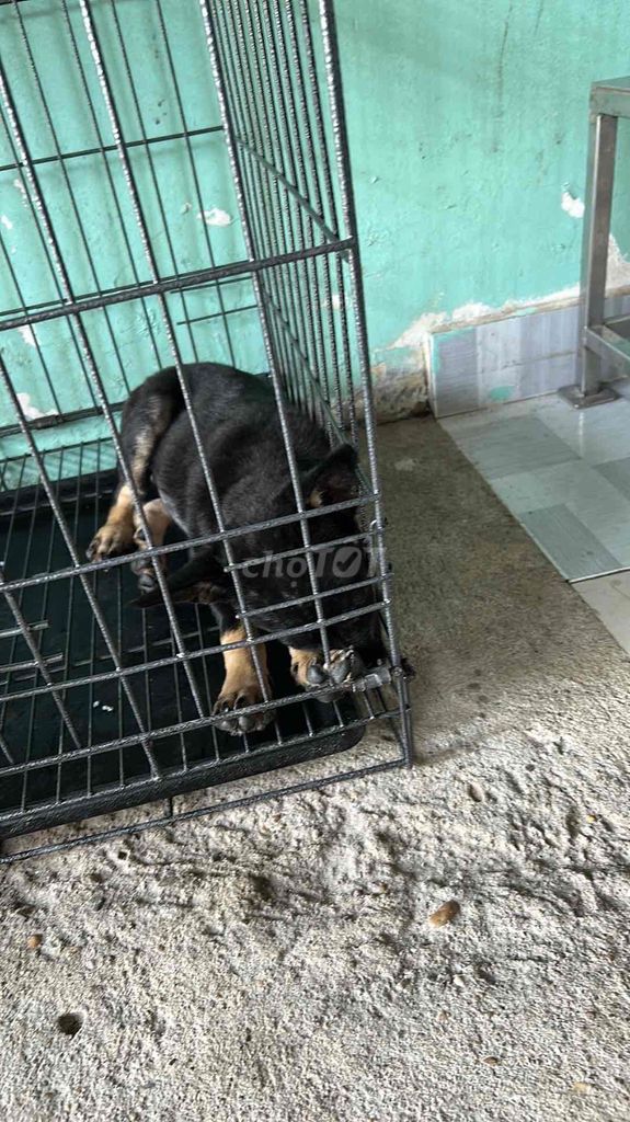 cần bán nhật lai đã tiêm ngừa 4 mũi và sổ giun 3 l. Mua bán Chó tại Huyện Nhơn Trạch Đồng Nai được đăng bởi Nha hình 1