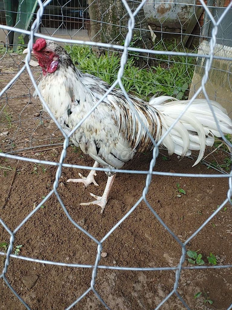 Bướm cứu thái mĩ 3k3 . Mua bán Gà tại Huyện Mỹ Xuyên Sóc Trăng được đăng bởi Tùng hình 1