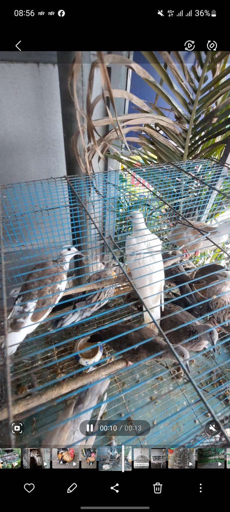 Chim cu đất Thái. Mua bán Chim tại Huyện Long Hồ Vĩnh Long được đăng bởi Thanh Trung hình 1