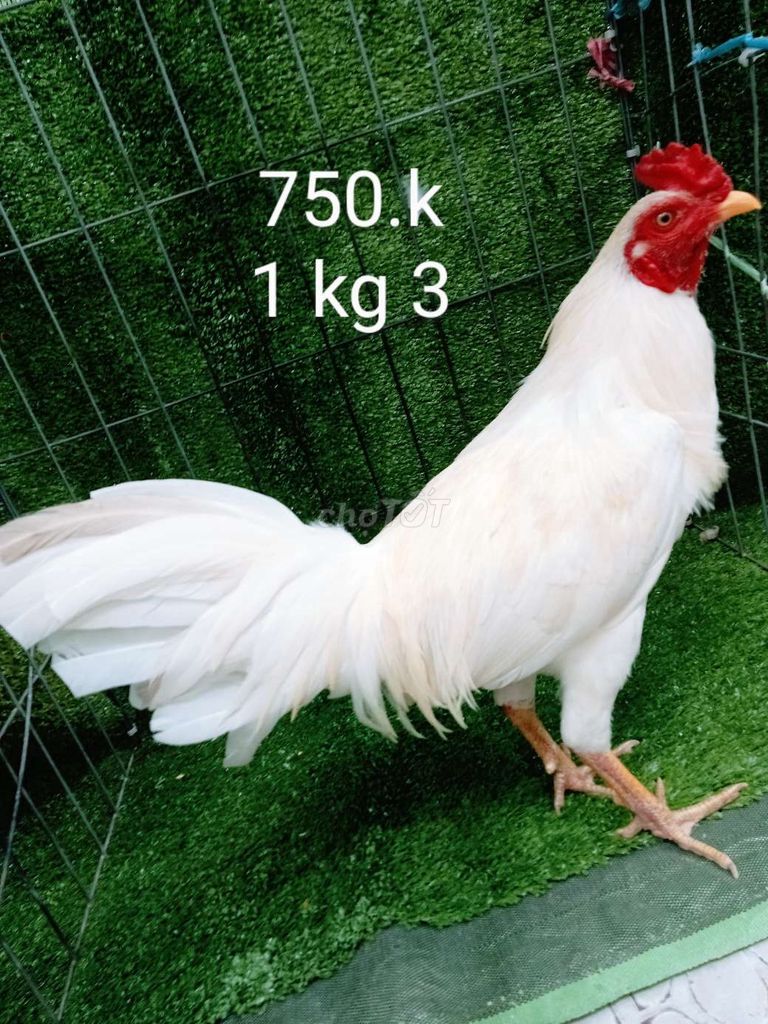 Úa 1 kg 3 ga zin ae nhé