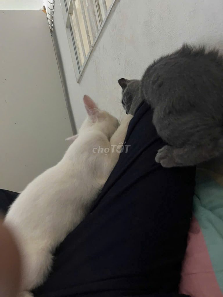 Mèo Anh lông ngắn Trắng, Xám. Mua bán Mèo tại Quận 3 Tp Hồ Chí Minh được đăng bởi Vo Tuan Kiet hình 1