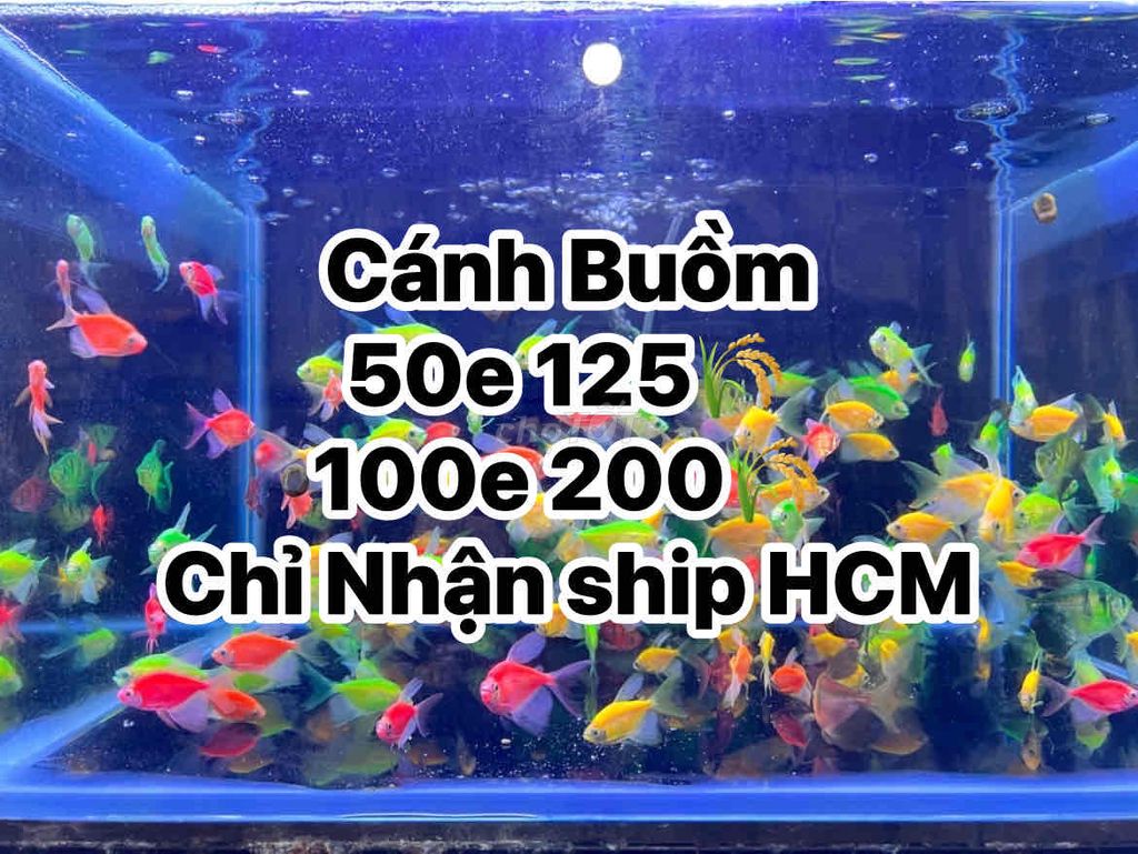 Cá Cánh Buồm