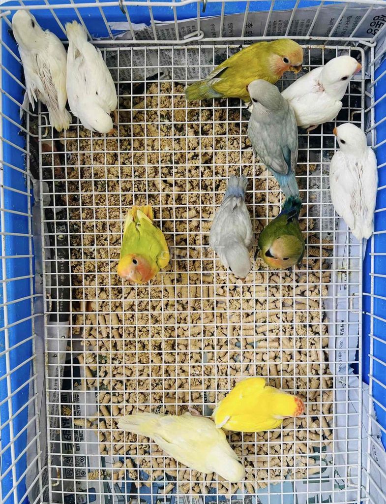 Vẹt Lovebird nhiều màu. Mua bán Chim tại Quận 6 Tp Hồ Chí Minh được đăng bởi Huệ Nhàn hình 1