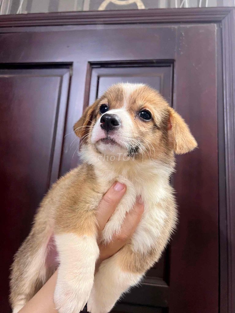 Chó Corgi 2.5 tháng tuổi