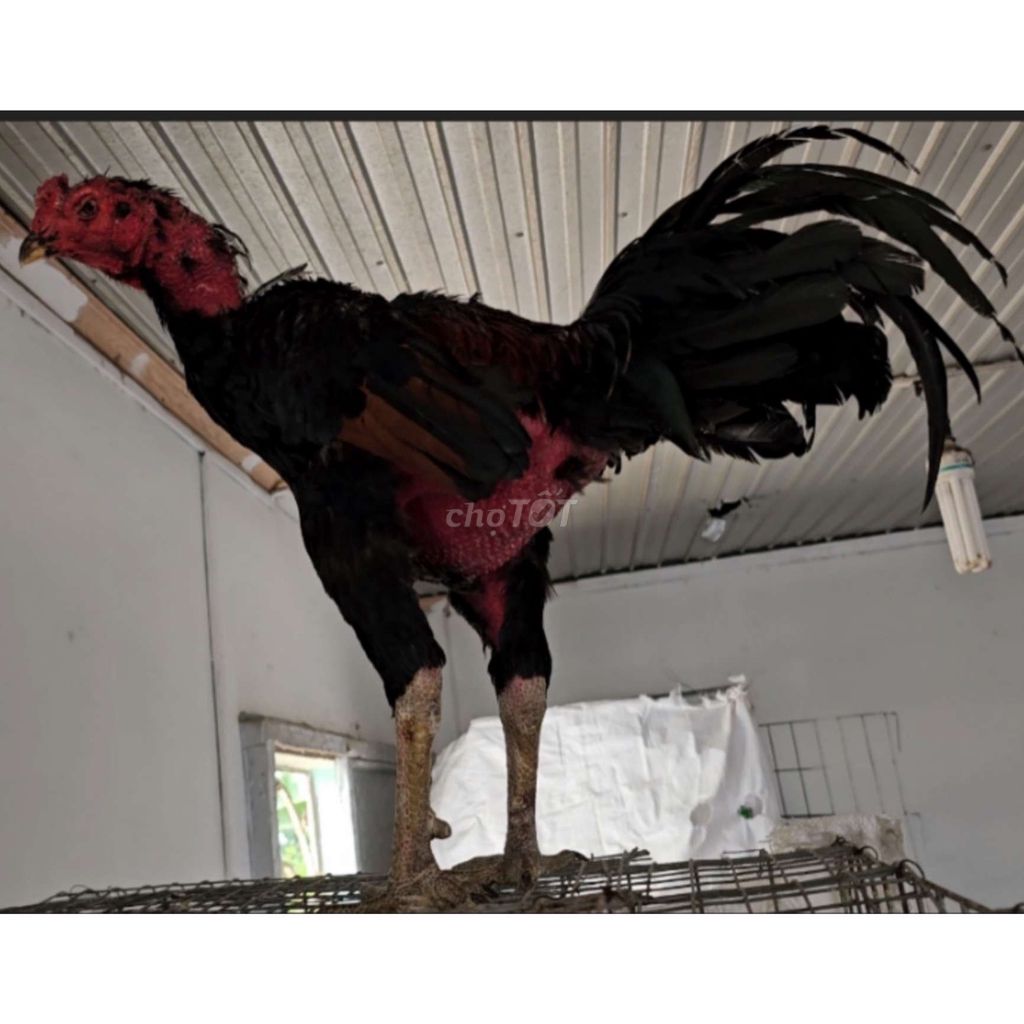 Gà chọi 3.6kg Đen Đỏ. Mua bán Gà tại Huyện Long Thành Đồng Nai được đăng bởi độ hình 1