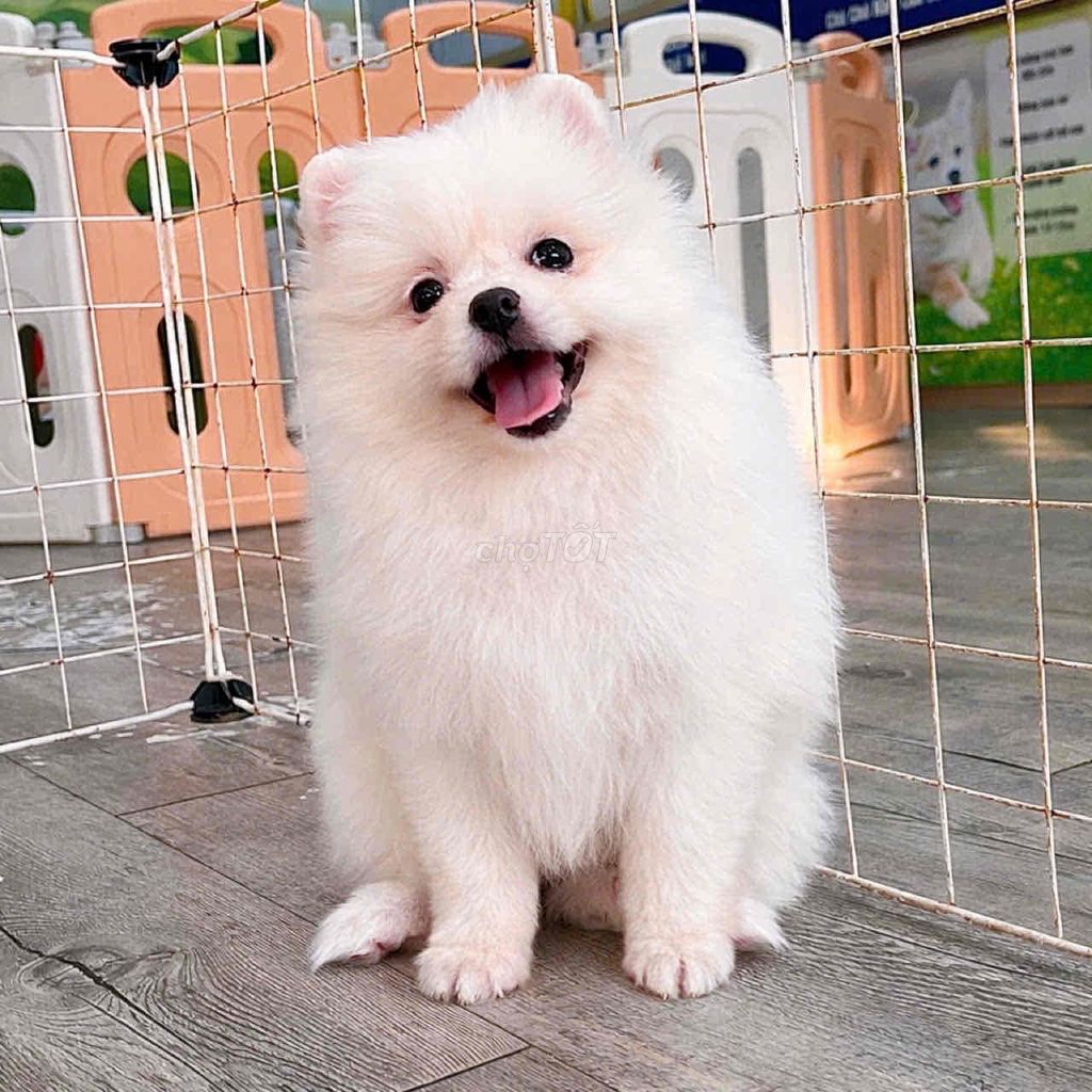 Chó Phốc Sóc Trắng Khỏe Mạnh Lanh Lợi. Mua bán Chó tại Quận Bình Thuỷ Cần Thơ được đăng bởi Nguyễn Thị Huỳnh Mai hình 1