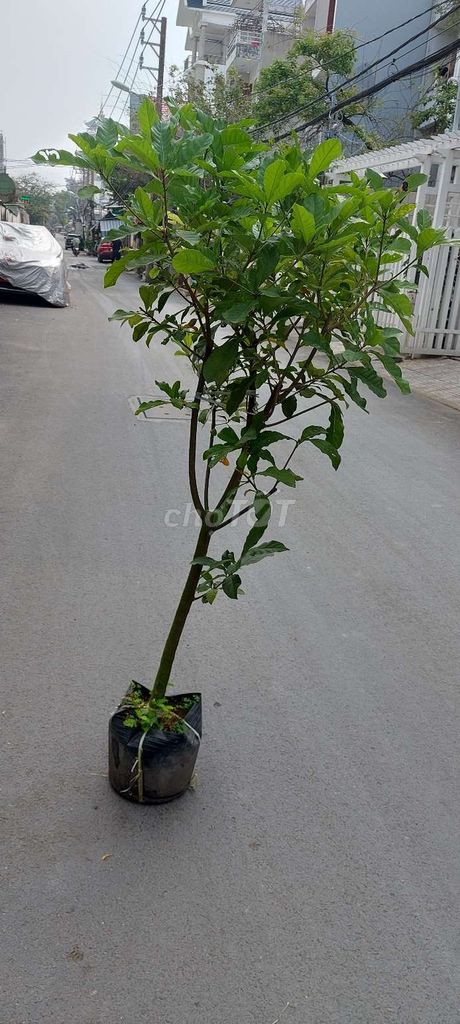 Cây Lộc vừng❤️ 1m5 - 1m7💚. Mua bán Cây cảnh, đồ trang trí tại Quận Gò Vấp Tp Hồ Chí Minh được đăng bởi Tô Kem  hình 1