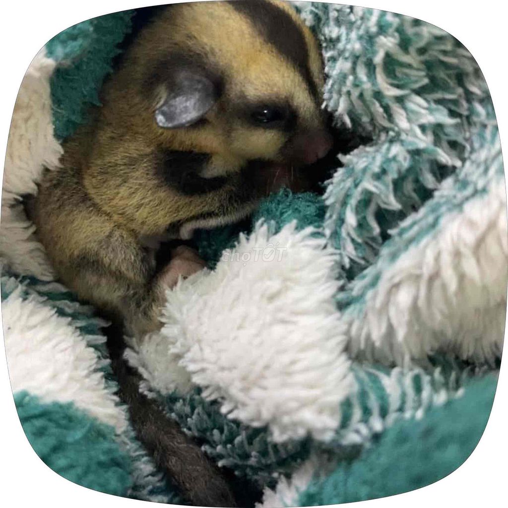 sóc bay. Mua bán Thú cưng khác tại Quận Tân Bình Tp Hồ Chí Minh được đăng bởi lam Hàn hình 1